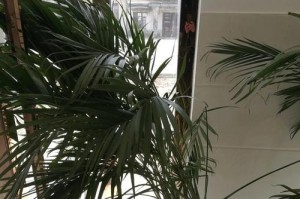 散叶枯了是为什么？（探究散叶枯萎的原因及防治方法）