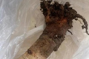 金枝玉叶烂根，如何拯救？（聚焦解决方案，从根本入手）