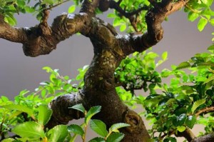 从刚挖榆树到栽种的技巧（培养一颗健康的榆树，从挖掘开始）