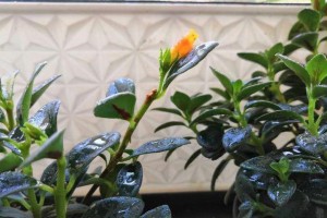 小金鱼花的养殖技巧（如何让小金鱼花多开花）