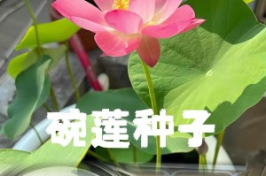 如何种植大荷花种子（简单种植指南，让你轻松栽培大荷花）