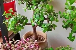 花卉金枝玉叶的养殖方法（打造美丽花园的关键技巧）