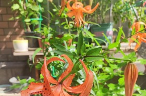 百合花开的最佳温度是多少度？（揭秘百合花开放的温度标准，帮你轻松种好百合花。）