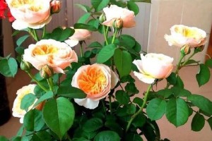 藤本月季的种植与配土技巧（打造理想土壤，让藤本月季生长更加茂盛）