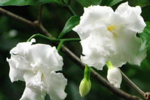 探秘狗牙花开花规律（揭开狗牙花一年开花次数的奥秘）