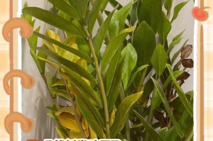 钱兜树叶子越来越大的原因及应对方法（探寻钱兜树叶子逐渐增大的原因，提出对策应对）