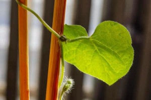 喇叭花的开花与凋谢时间（揭秘喇叭花的四季变化，探寻其生命之谜）