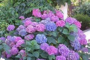 北方庭院花卉种植全攻略（北方庭院花卉种植如何选品种？）