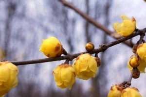 腊梅开花时间详解（冬春季节最美的花一定要了解！）