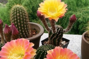 仙人球——四季开花的多肉植物（探秘仙人球的生长特点及花期表现）
