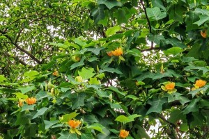 鹅掌木开花的美丽与神秘（探秘鹅掌木开花的奥秘及花朵特点）