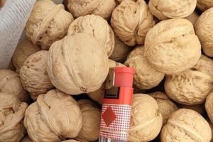 山核桃的成熟及上市时间（探究山核桃生长周期与收获季节）