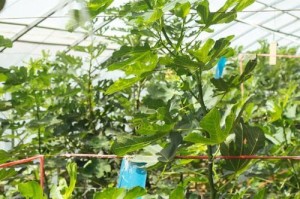 如何正确储存无花果？（掌握这些方法，让你的无花果保持新鲜美味！）