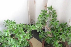 多肉玉树的养殖与注意事项（打造绿色美景，一起来种植多肉玉树）