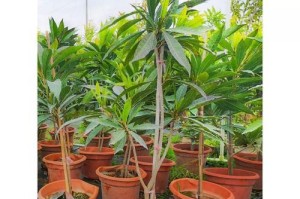 鸡蛋果的生长环境及生长地方条件（探究鸡蛋果种植的要素）