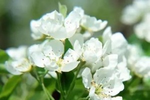 赏花春意盎然！15种春季开的花，让你置身花海中（一场梦幻的花海之旅，寻觅那最美的春日时光）