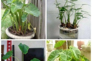 莲藕盆栽的种植方法与土壤选择（打造居家养殖的好选择）