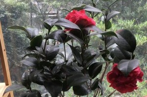 茶花，能否在家里养？（了解茶花的毒性和养殖技巧，让你的家更美丽）