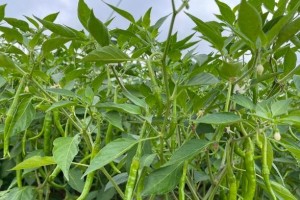 豆角种植知识——浇水的正确方法（豆角多久浇一次水？如何避免豆角“淹死”？）