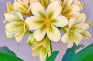 君子兰的香味之谜（探究君子兰花香的起源和特点）