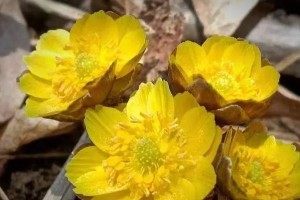 冰凌花的功效与作用（探索冰凌花带给身体的健康益处）