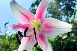 南方冬季百合花养殖指南（百合花养殖技巧、注意事项与繁殖方法）