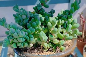 鹿角海棠的开花时期及花期长度（探秘鹿角海棠的开花之谜）