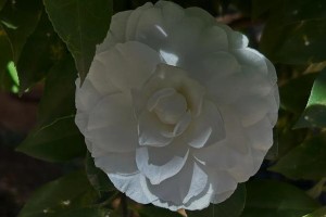 白山茶的开花时间及特点（探寻白山茶的开花规律与花色特征）