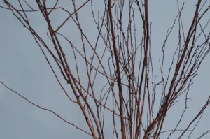 干支雪柳养护指南（从栽培到修剪，掌握雪柳的养殖技巧）