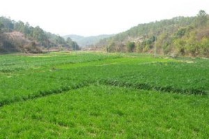 黑麦草种植指南（春季合适的时间和方法）