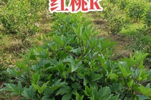红桃K开花结果全攻略