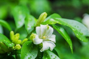 九里香浇水正确方法（打造茂盛健康的九里香花园，从正确浇水开始）
