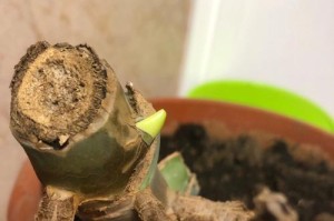 鸡蛋花水培生根养殖方法（让鸡蛋花盆栽更加绿意盎然）