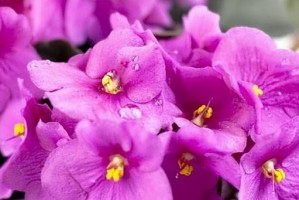 家居风水小妙招（在家里养紫罗兰，好处多多）