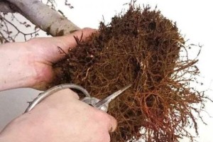 如何正确地给金琥换盆换土并浇水？（掌握换盆换土的关键技巧和正确的浇水方法）