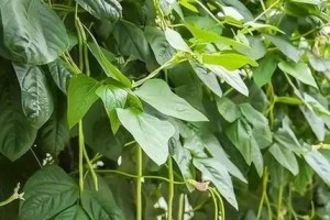 豆角的成熟季节和收获时间（了解豆角的生长周期，掌握收获技巧）