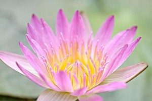 荷花是什么植物类别？（探寻水生植物荷花的秘密）