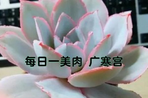 如何快速养护广寒宫？（让你的广寒宫茁壮成长，打造一片桃花仙境）