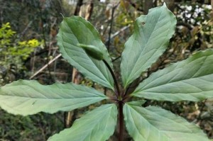 室内也能种七叶一枝花（打造独特的室内花园，七叶一枝花助你实现）
