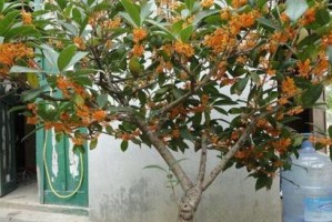 四季桂花养殖全指南（方法、注意事项与技巧详解，为您打造芳香园林）