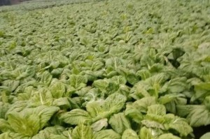 如何科学种植棒菜？（时间、方法、注意事项一网打尽）