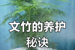 文竹的正确浇水方法（科学浇水让文竹长得更健壮）