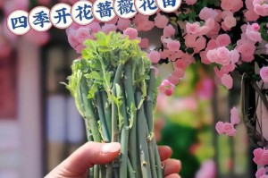 蔷薇花的种植与栽培（时机方法一步步教你，打造属于你的浪漫花园）