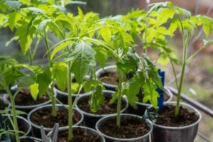 探究番茄生长环境条件及特点（了解番茄生长的关键因素与特点，提高番茄产量）