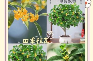 揭秘桂花开放的神秘时刻（探寻桂花开放的季节和时间，了解桂花芳香背后的科学奥秘）