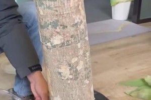 发财树叶部分腐烂怎么办？（有效措施帮助恢复发财树的健康）