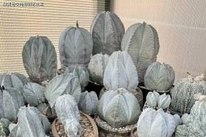 多肉植物室内养护全攻略（适合室内环境的多肉植物种类，光照、温度、湿度及肥料管理）