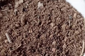 玉露养护技巧（如何选择最合适的土壤为玉露提供滋养？）
