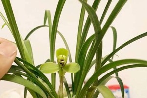 白兰花在室内养护的技巧（室内养护白兰花的秘诀及注意事项）