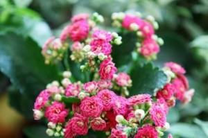 长寿花开花与凋谢过程详解（长寿花的花期、开花时间和凋谢时间）
